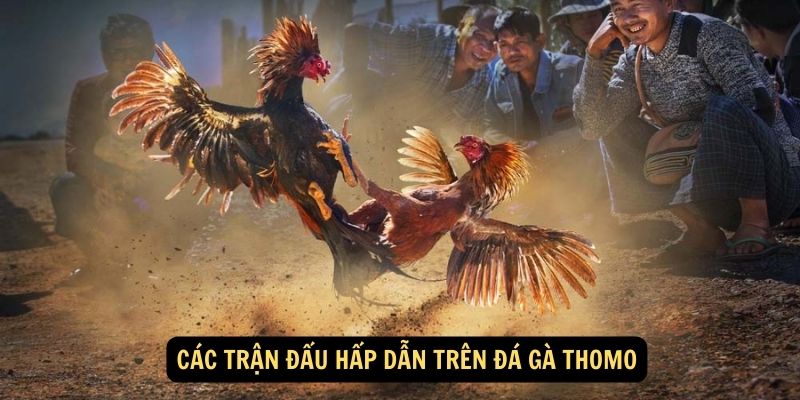 Các trận đấu hấp dẫn trên đá gà Thomo