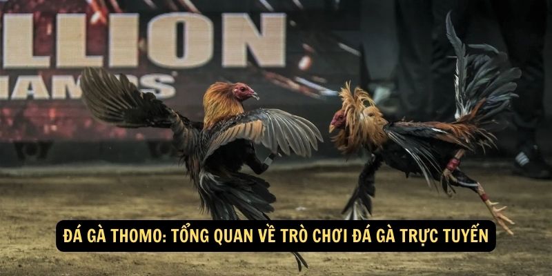 Đá gà Thomo: Tổng quan về trò chơi đá gà trực tuyến